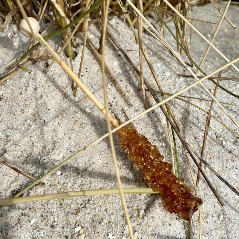 Friesisches Teehaus - Kandisstick, braun - Zucker - Strand